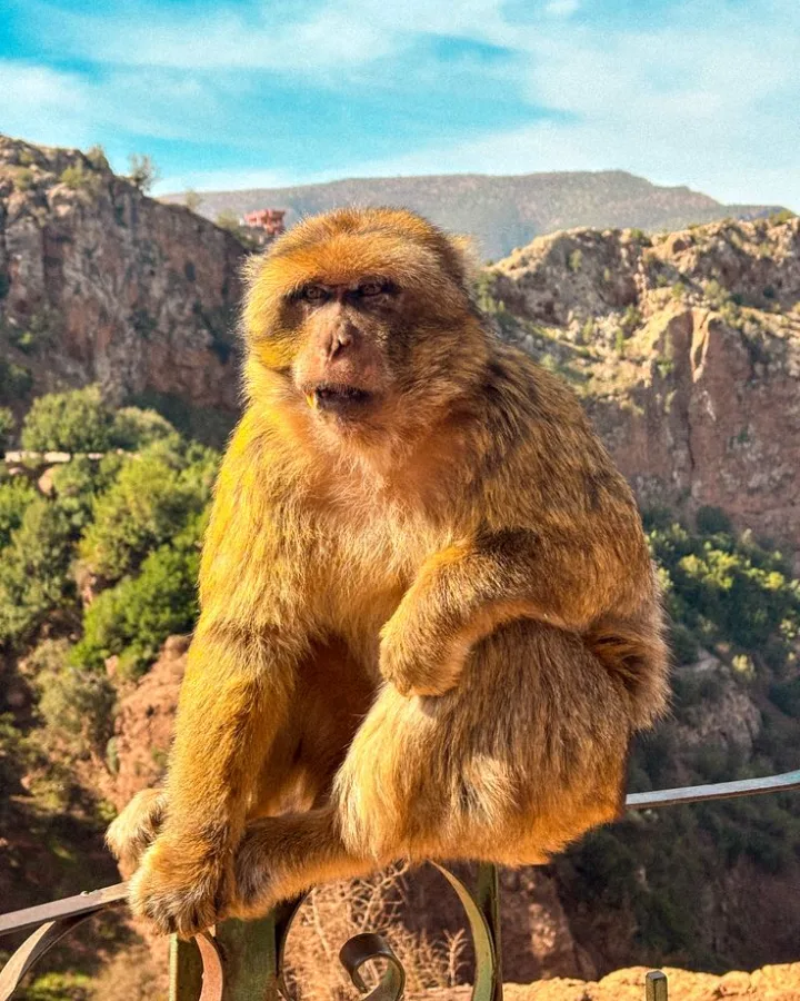 Barbary macaque close-up near Azrou in the Middle Atlas, Morocco