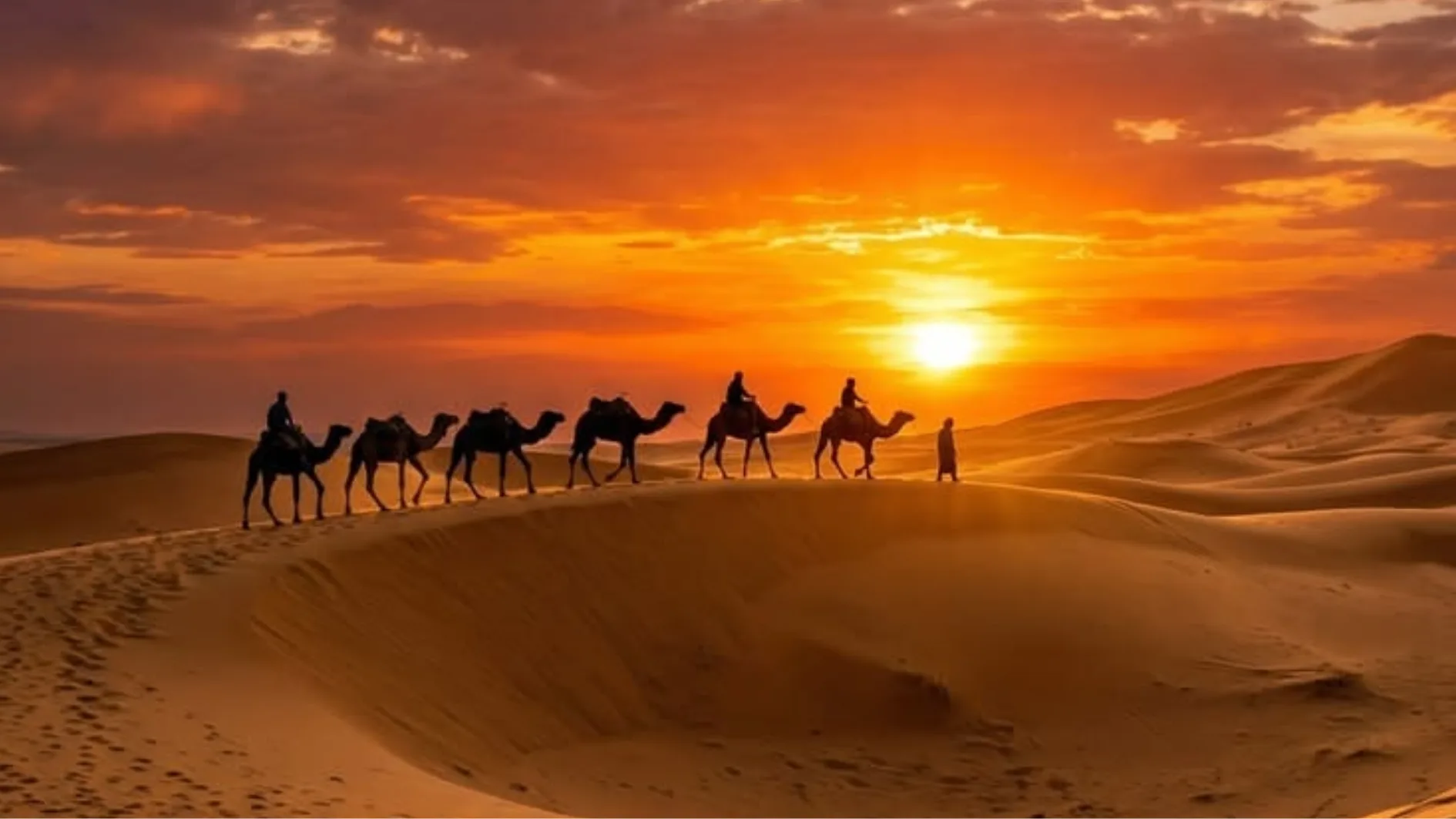 Camel caravan crossing the Merzouga dunes at sunset