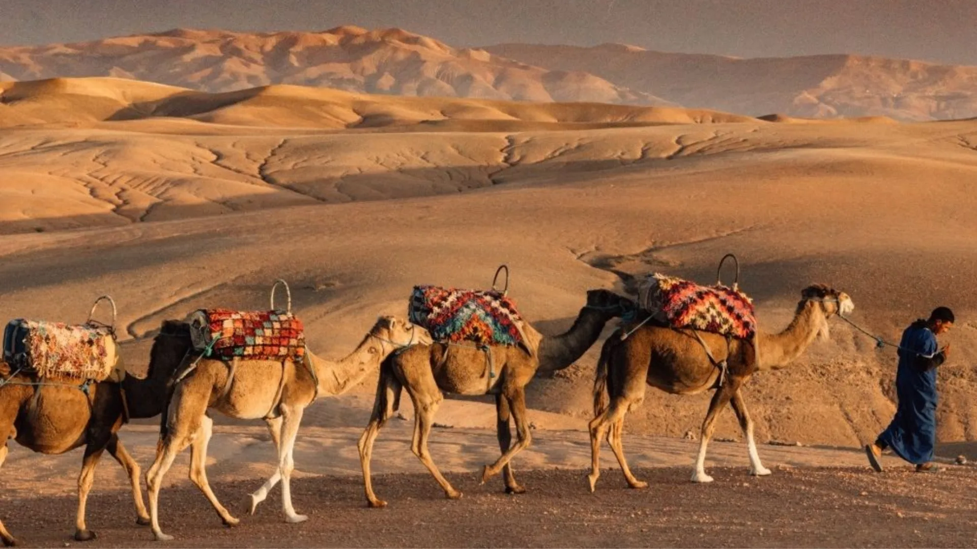 Camels with colorful saddles walking across desert sand dunes in Morocco