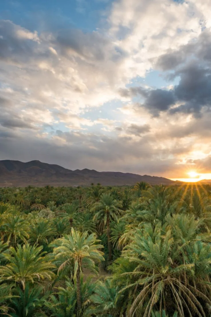Draa Valley palm oasis Palm grove oasis in the Draa Valley at sunset with the mountains behind